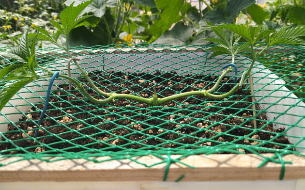 Конопля под сеткой ScrOG