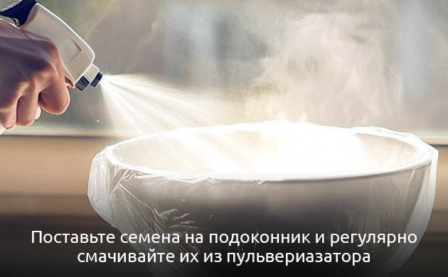 Размещение семян на полотенце Проращивание семян на полотенце