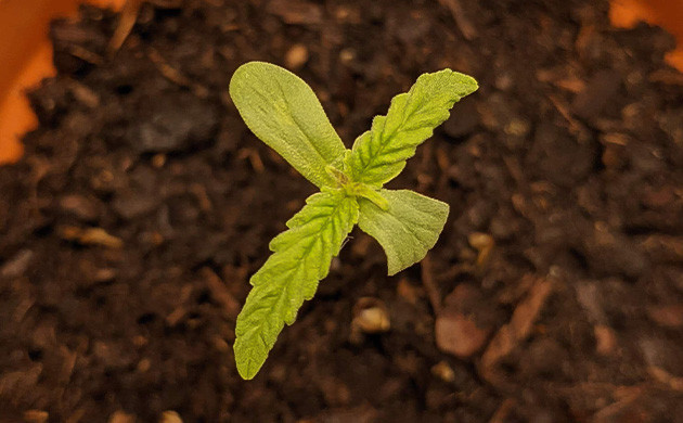 Ростки Critical Kush Auto