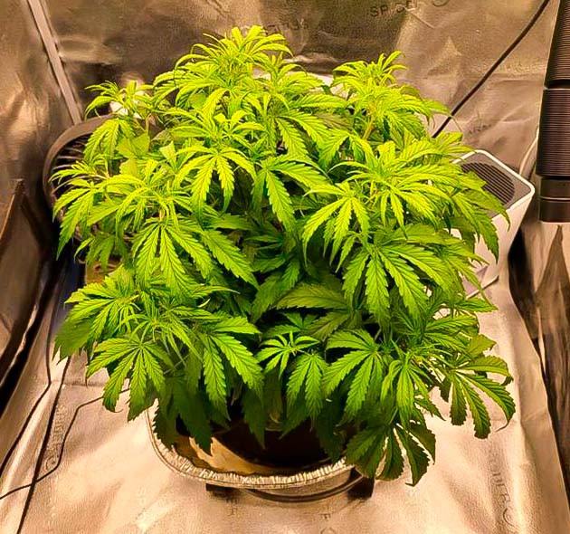 Куст Forbidden Runtz Auto от FastBuds на стадии вегетации