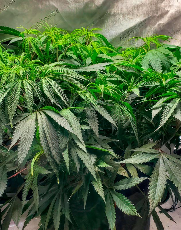 6 неделя роста конопли