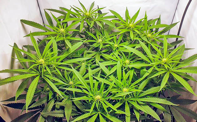 Формирование соцветий на кусте конопли