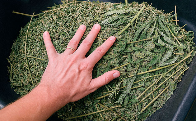 Стебли и корни конопли на страже здоровья почвы