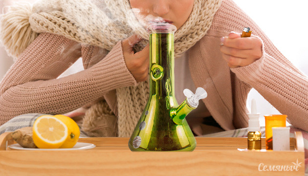 Конопля при простуде или гриппе Конопля и распространенные зимние недуги