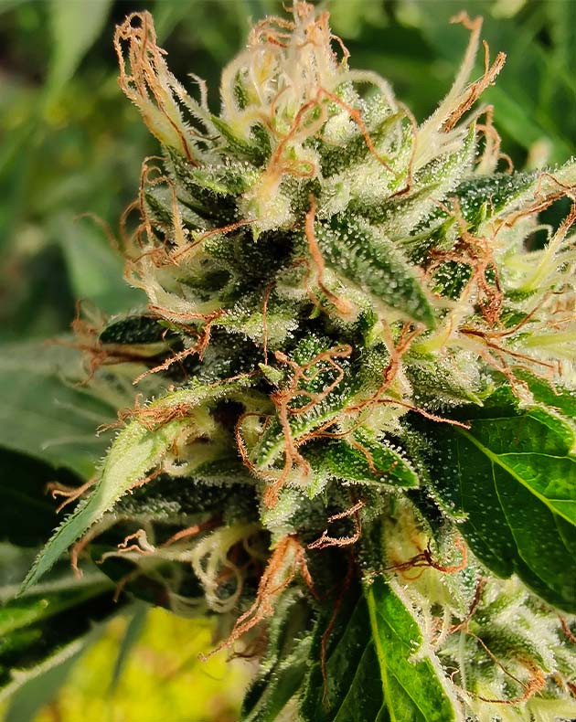 Куст Wedding Gelato на цветении