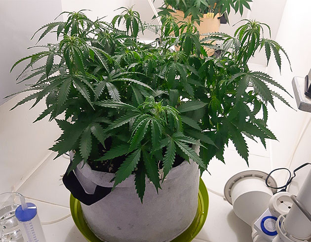 Полив и подкормка растения