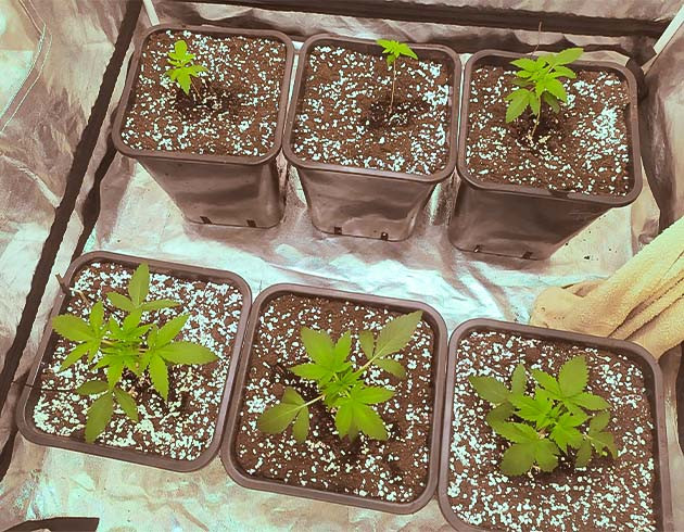 Cream Caramel Auto: проблемы с прорастанием семян