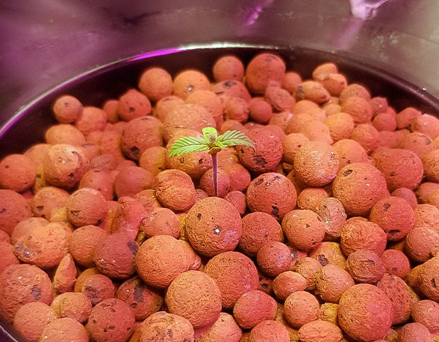 Гроурепорт сорта Purple Juice Auto