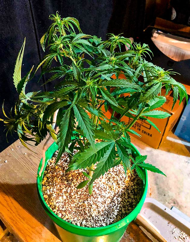 Original Blueberry Auto на 5 неделе выращивания