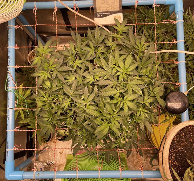 Предцвет конопли на 6 неделе Стадия предцвета конопли