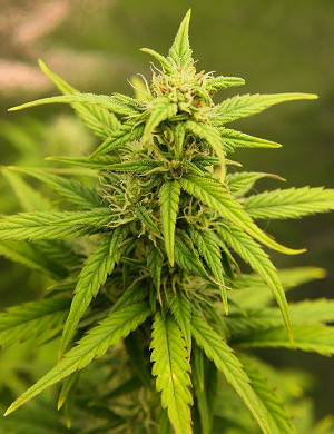 Формирование шишки Соцветие конопли