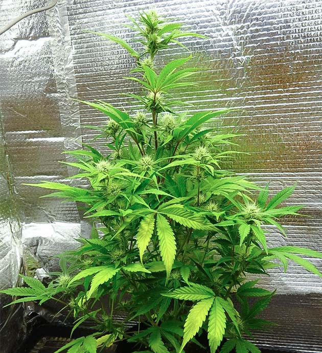 Wedding Cake Auto на цветении Появление запаха у куста