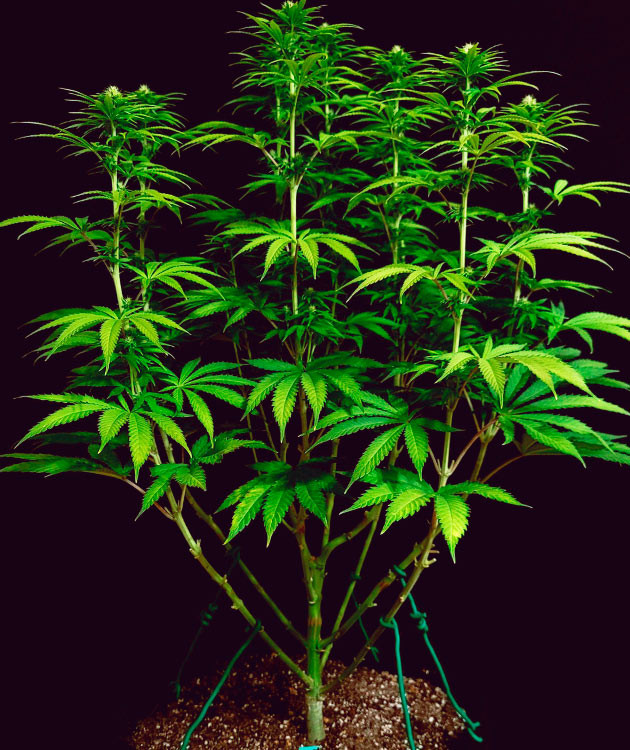 Растяжка веток DDoS #33