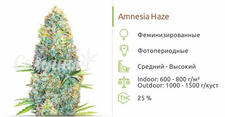 Amnesia Haze от Victory Seeds