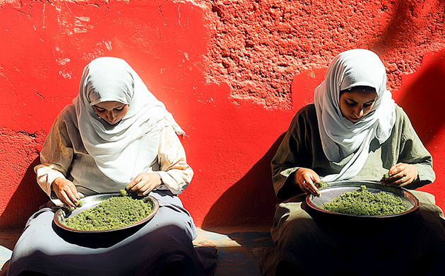 Бабл хэш: экстракт марихуаны в чистом виде Конопляный концентрат: бабл хэш и его сушка