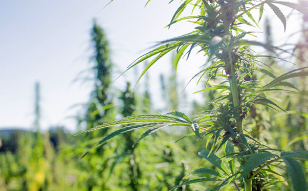 Рудералис и его действие