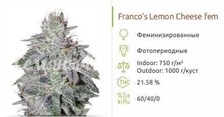 Franco's Lemon Cheese fem (Green House Seeds)