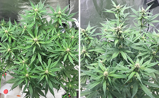 Начало цветения