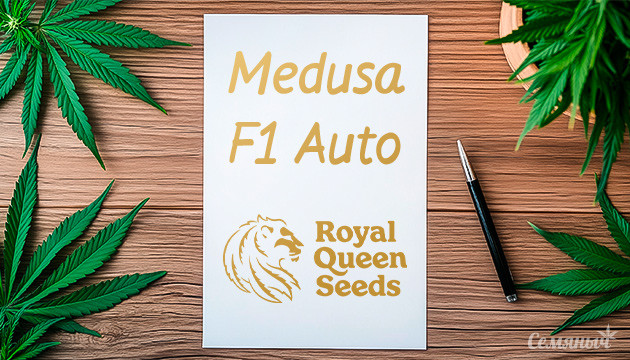 Сорт конопли Medusa F1 Auto