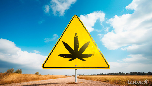 Результаты исследования о связи между марихуаной и дорожно-транспортными происшествиями Исследование о марихуане и ДТП