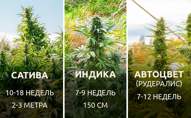 Виды конопли для совместного выращивания