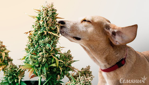 От чего зависит запах марихуаны