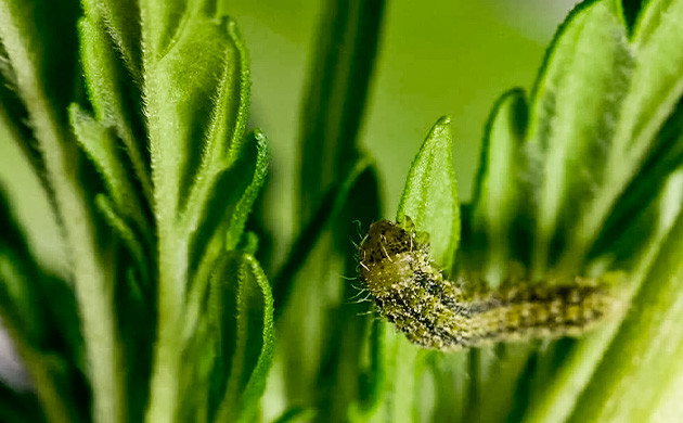 Проблемы с цветением авто сортов от вредителей Болезни автоцветущих сортов марихуаны