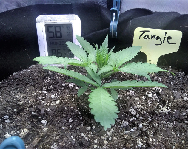 2 неделя выращивания