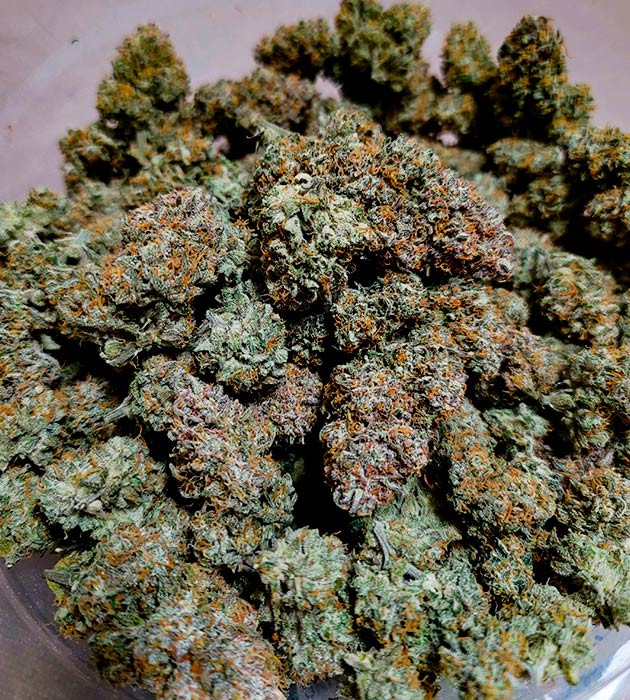 Сбор урожая с кустов Gorilla Zkittlez Auto Сбор урожая Gorilla Zkittlez Auto