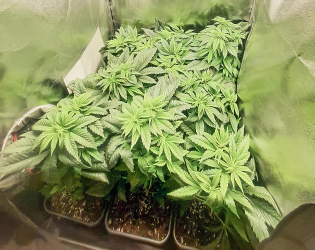 Тренировка растения Biscotti Mintz Подготовка куста Biscotti Mintz к цветению