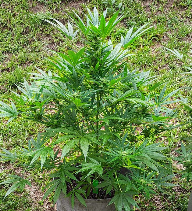 Перенос кустов на солнечную сторону участка Формирование соцветий на кусте