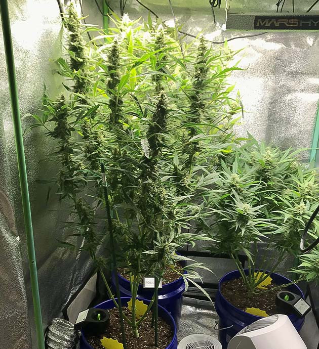 Растение Auto Chocolate Skunk на 8 неделе выращивания Полив кустов Auto Chocolate Skunk системой автополива