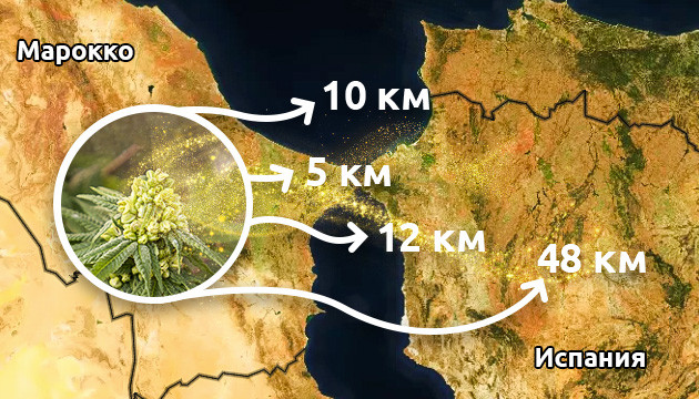 Попадание пыльцы из Марокко в Испанию