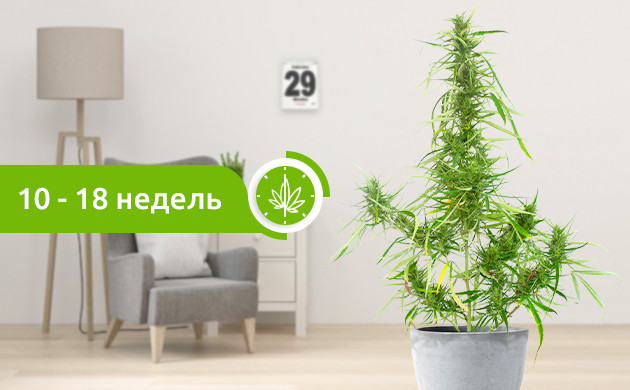 Время созревания сативы Созревание сативы 10-18 недель