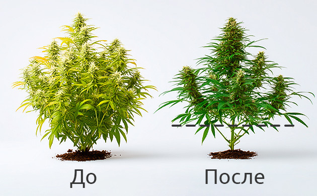 В чем смысл лоллипоппинга?