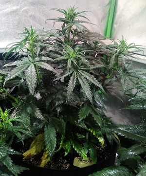 Цветение Tangie'matic Auto