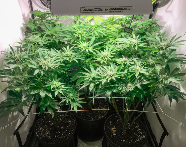 Кусты Mimosa Shot от Herbies Seeds на стадии цветения