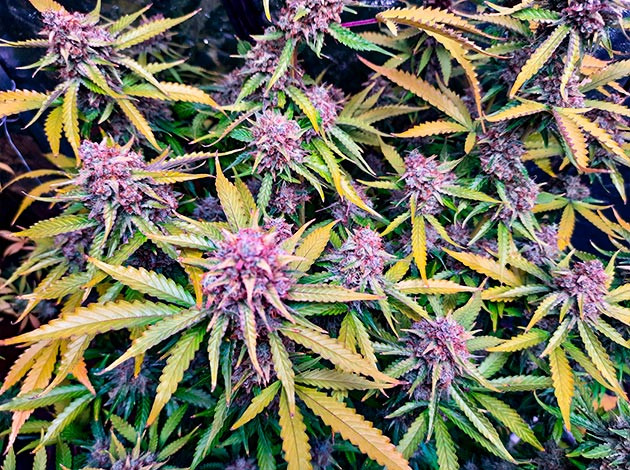 Гроурепорт сорта конопли Tashkenti Auto Куст Tashkenti Auto на 12 неделе выращивания