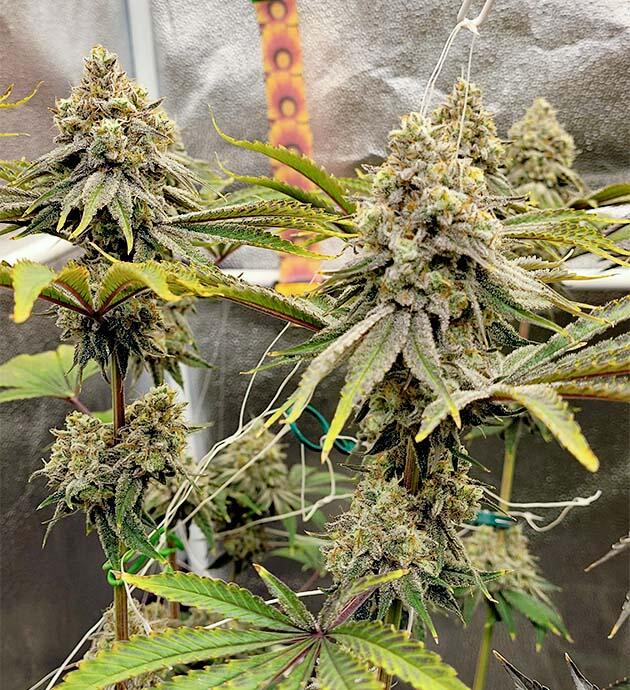 Шишки каннабиса с густым слоем смолы и рыжими пестиками