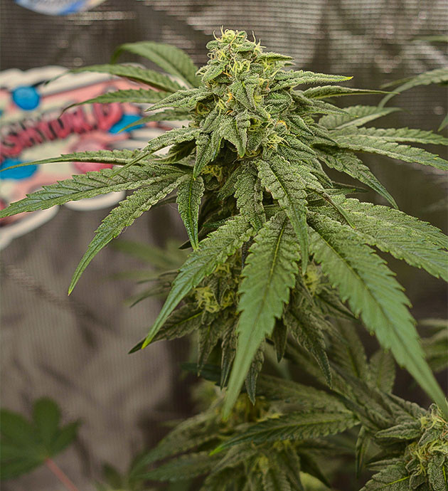 High Society: подготовка к промывке