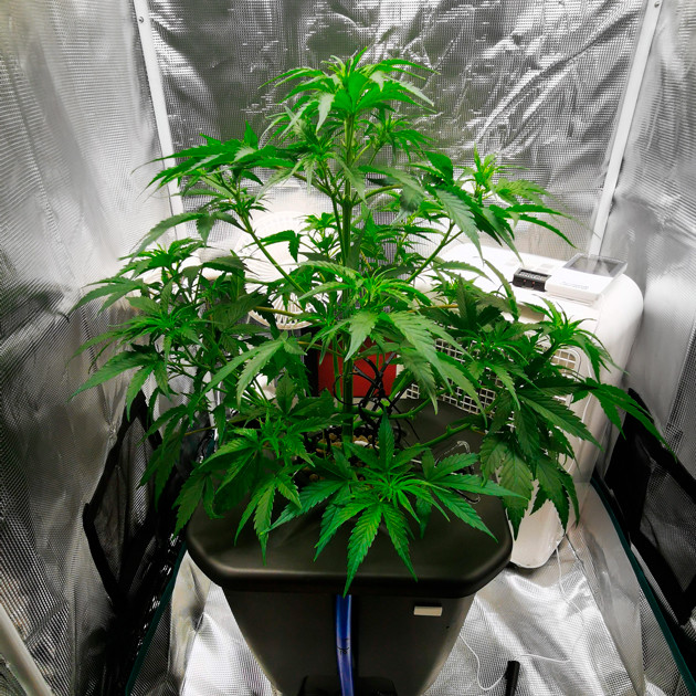 Начало цветения