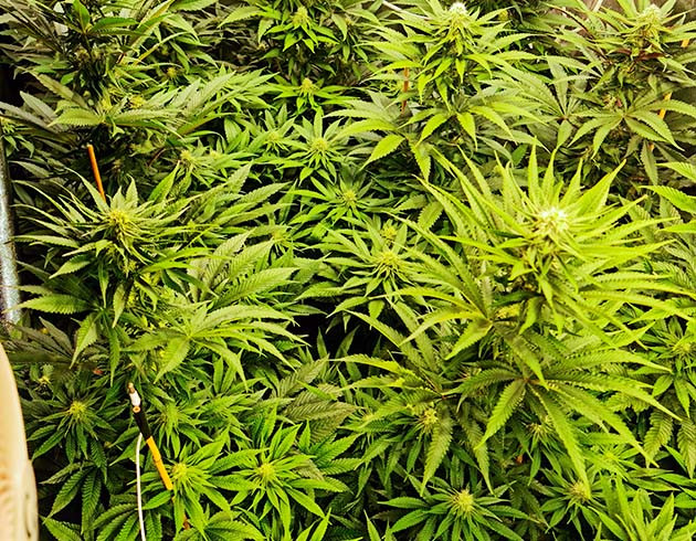 Формирование шишек на кустах