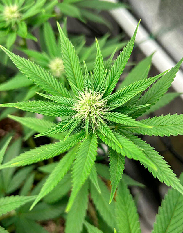 Фаза активного цветения марихуаны в условиях жары Формирование бутонов каннабиса