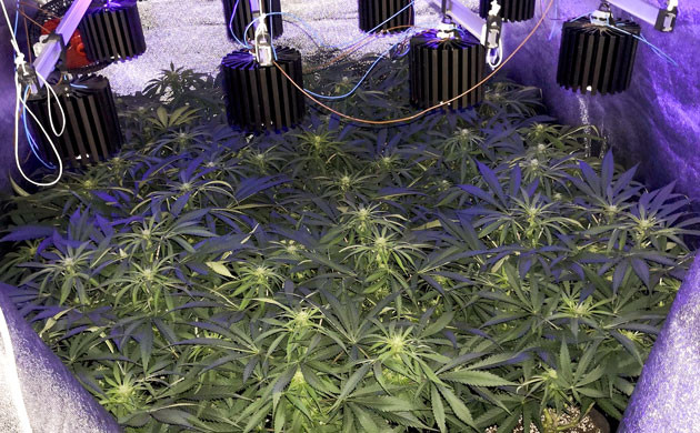 Появление бутонов на третьей неделе цветения Добавление УФ света к освещению