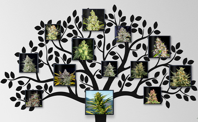 Генеалогическое дерево конопли