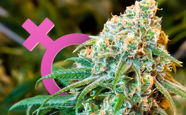 Женское соцветие конопли