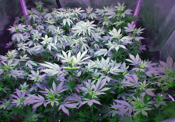 Использование дефолиации Марихуана White Widow после дефолиации