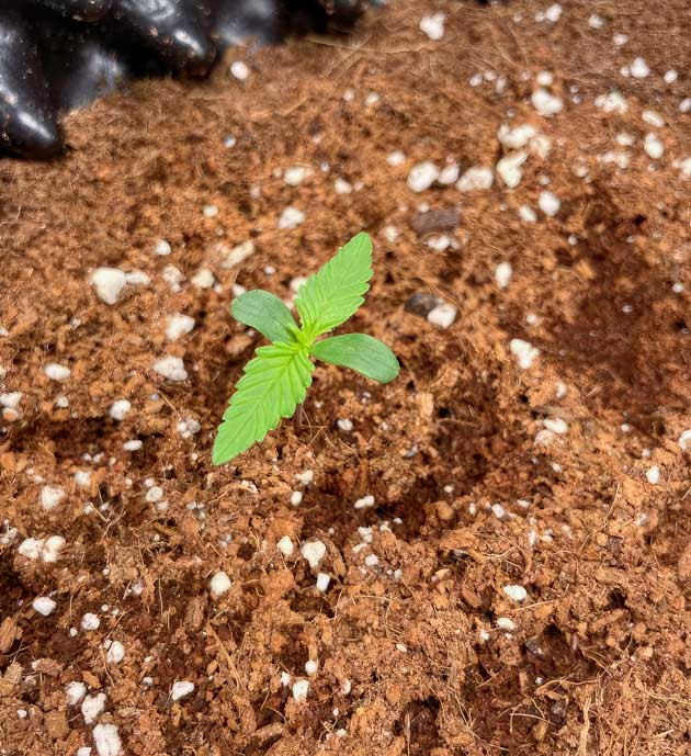 Проращивание Apricot Auto от FastBuds