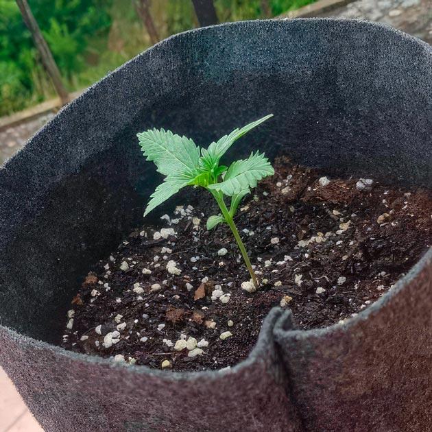 2 неделя выращивания марихуаны