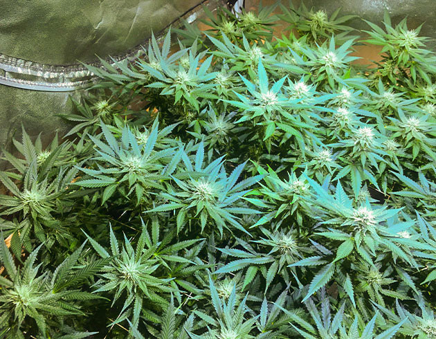 Соцветия конопли с белыми стигмами